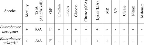 enterobacter aerogenes test results|Biochemical Test and Identification of Enterobacter cloacae.